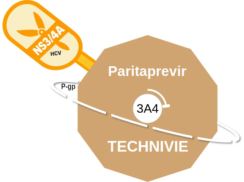 Paritaprevir ballicule: receptor binding, kinetics and half-life diagram