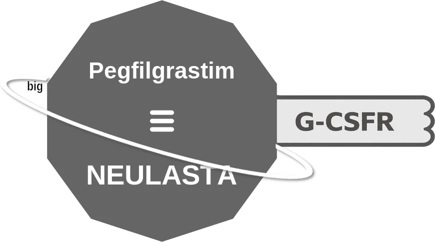 Pegfilgrastim ballicule: receptor binding, kinetics and half-life diagram