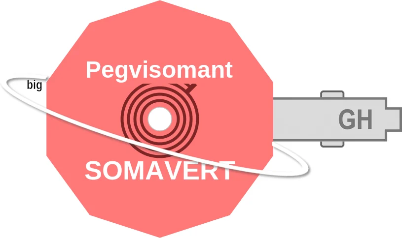 Pegvisomant ballicule: receptor binding, kinetics and half-life diagram