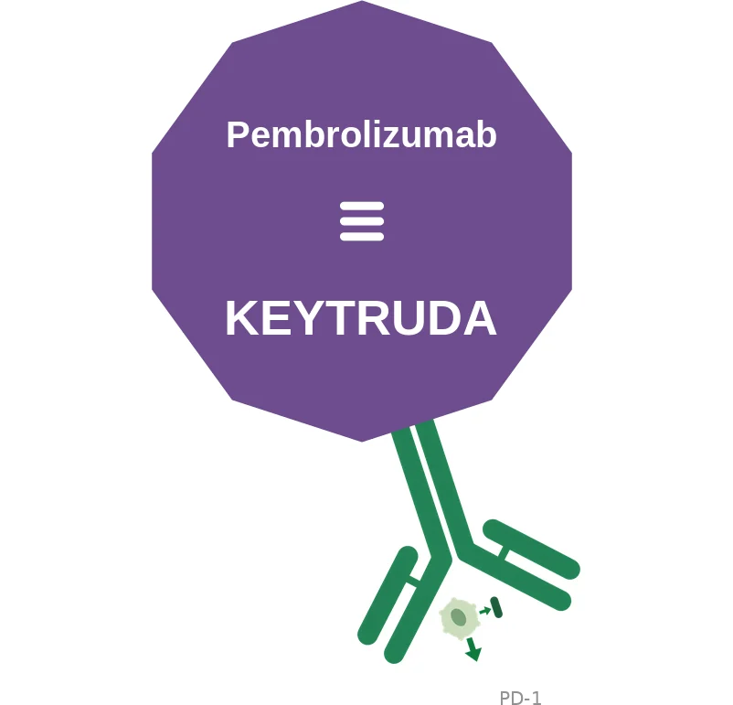 Pembrolizumab ballicule: receptor binding, kinetics and half-life diagram