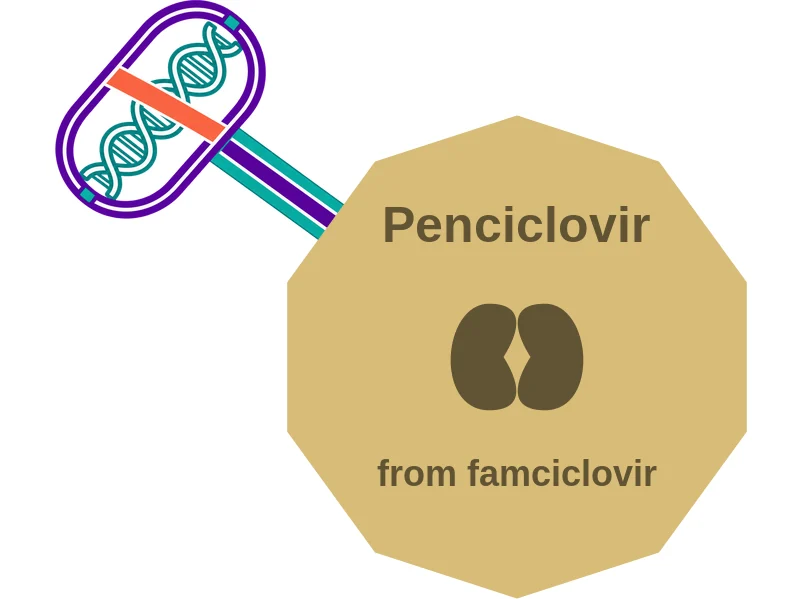 Penciclovir ballicule: receptor binding, kinetics and half-life diagram