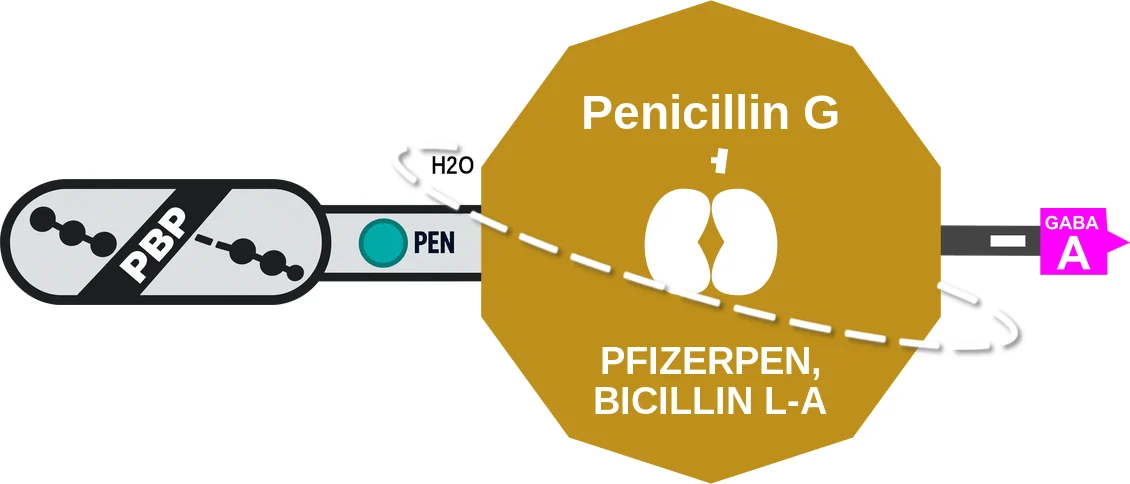 Penicillin G ballicule: receptor binding, kinetics and half-life diagram