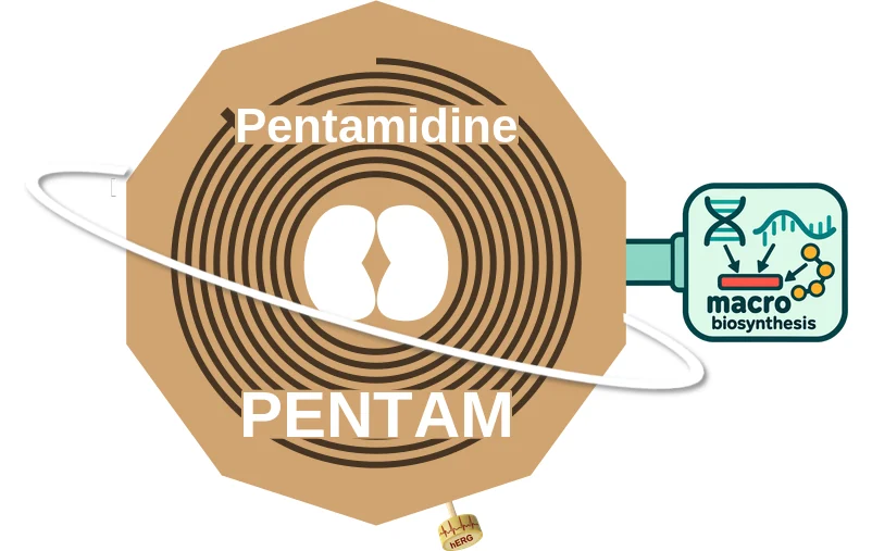 Pentamidine ballicule: receptor binding, kinetics and half-life diagram