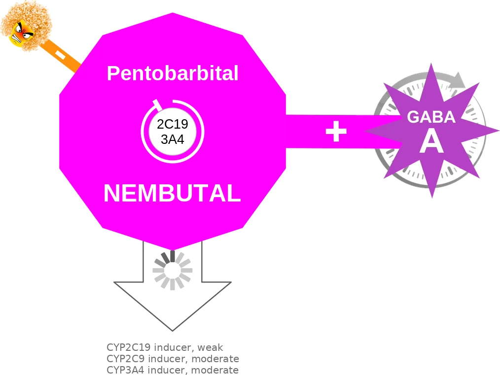 Pentobarbital ballicule: receptor binding, kinetics and half-life diagram