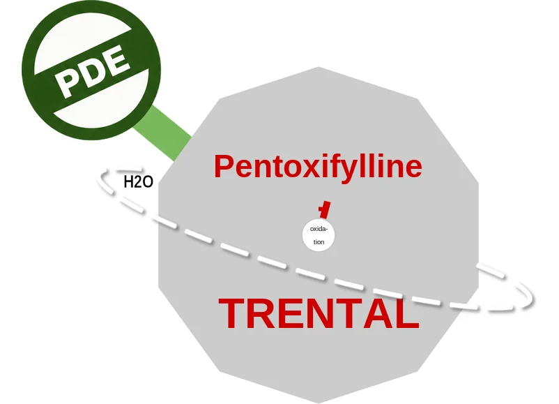 Pentoxifylline ballicule: receptor binding, kinetics and half-life diagram