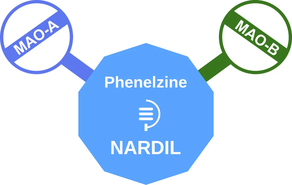 Phenelzine ballicule: receptor binding, kinetics and half-life diagram