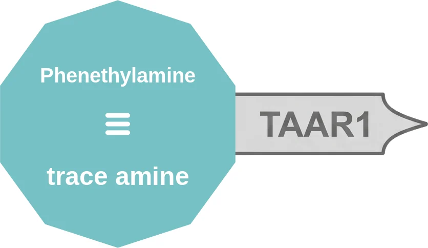 Phenethylamine ballicule: receptor binding, kinetics and half-life diagram