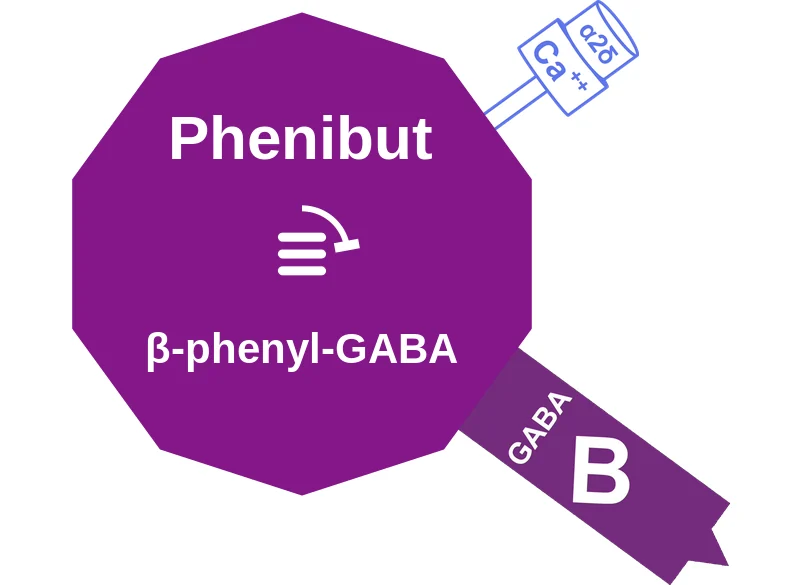 Phenibut ballicule: receptor binding, kinetics and half-life diagram
