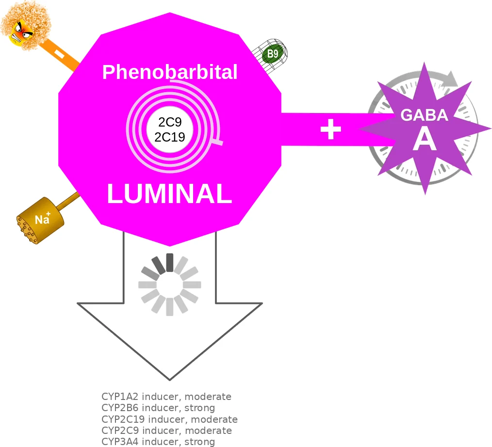 Phenobarbital ballicule: receptor binding, kinetics and half-life diagram