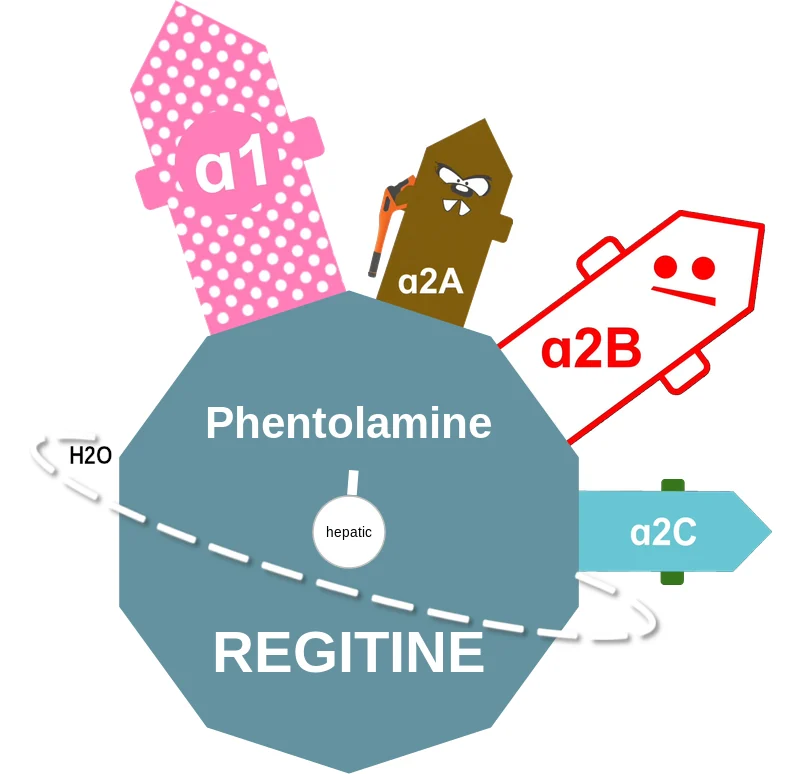 Phentolamine ballicule: receptor binding, kinetics and half-life diagram