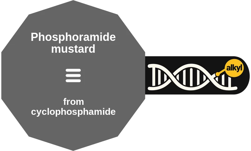 Phosphoramide mustard ballicule: receptor binding, kinetics and half-life diagram