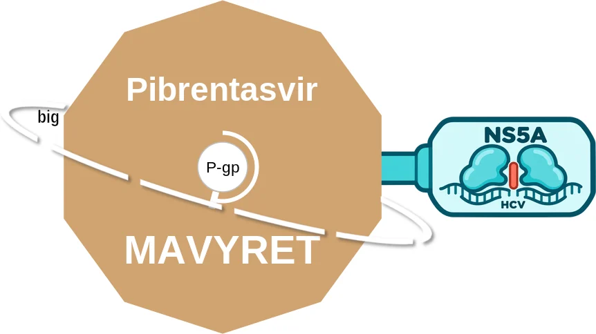 Pibrentasvir ballicule: receptor binding, kinetics and half-life diagram