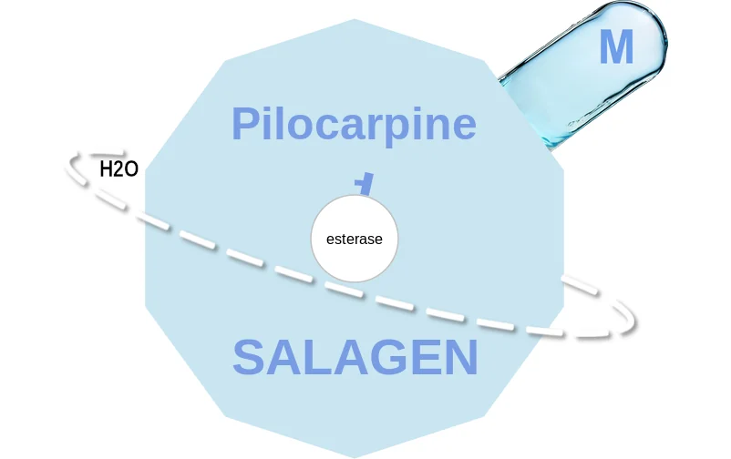Pilocarpine ballicule: receptor binding, kinetics and half-life diagram