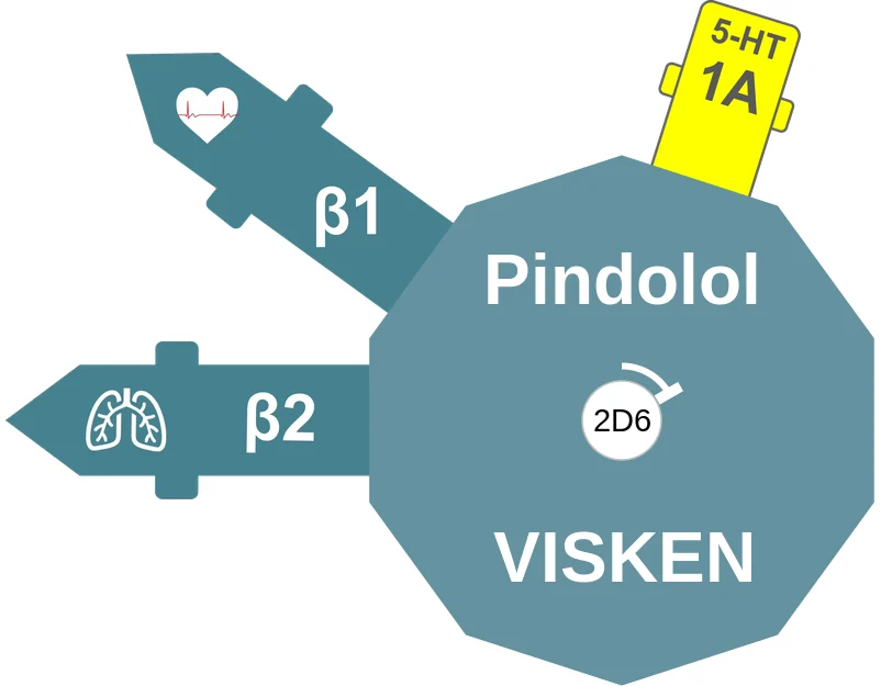 Pindolol ballicule: receptor binding, kinetics and half-life diagram