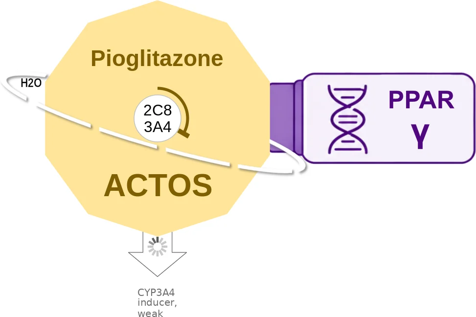 Pioglitazone ballicule: receptor binding, kinetics and half-life diagram