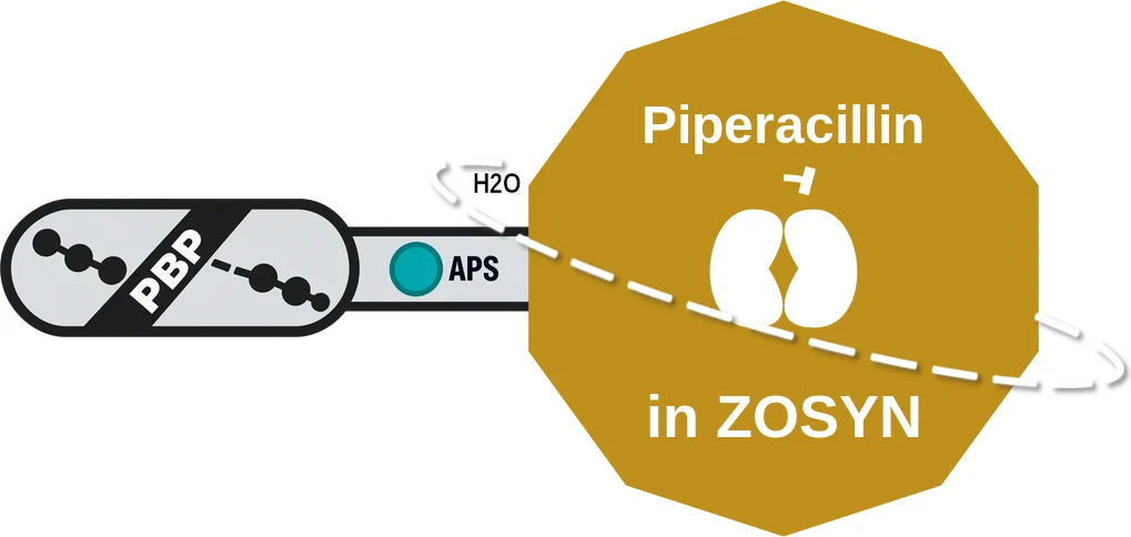 Piperacillin ballicule: receptor binding, kinetics and half-life diagram