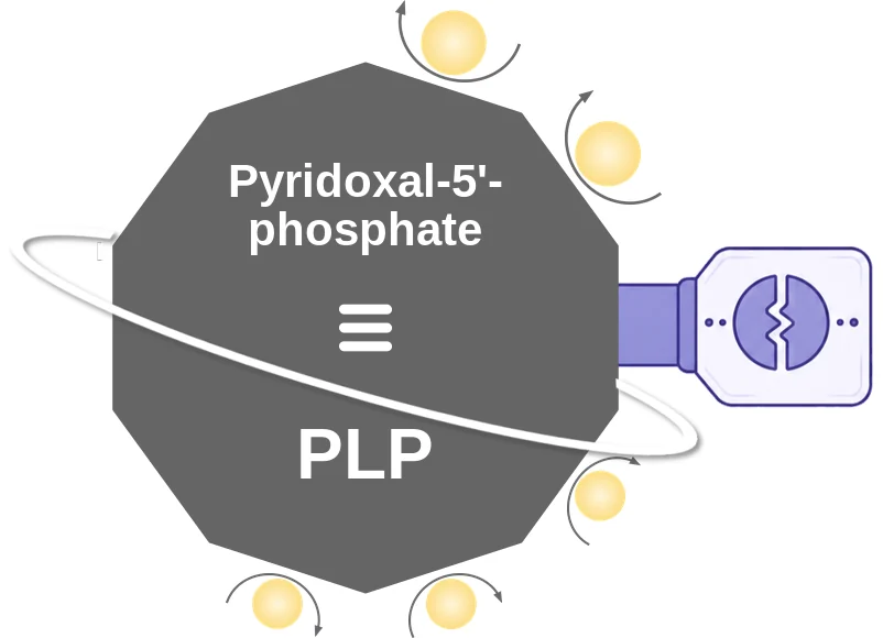 Pyridoxal-5'-phosphate ballicule: receptor binding, kinetics and half-life diagram