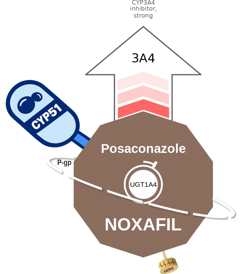 Posaconazole ballicule: receptor binding, kinetics and half-life diagram
