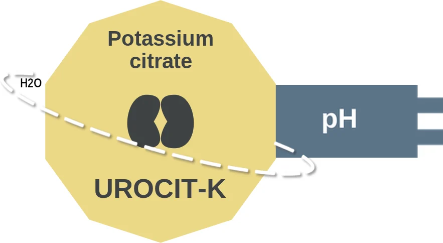 Potassium citrate ballicule: receptor binding, kinetics and half-life diagram