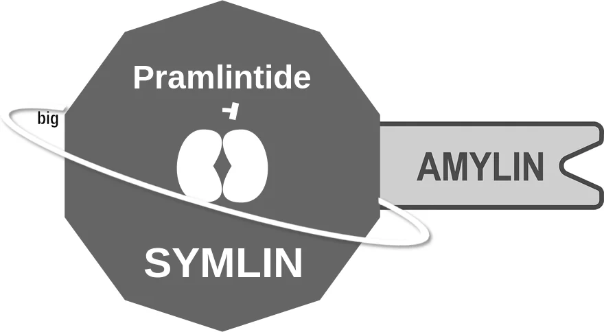 Pramlintide ballicule: receptor binding, kinetics and half-life diagram