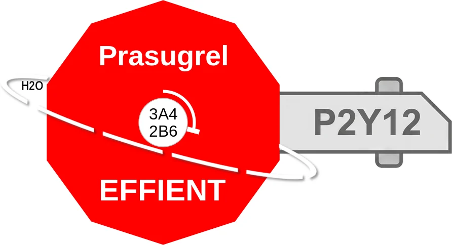 Prasugrel ballicule: receptor binding, kinetics and half-life diagram