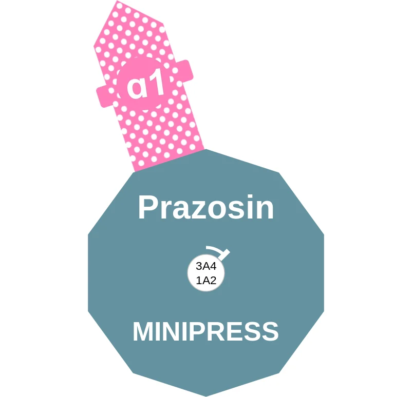 Prazosin ballicule: receptor binding, kinetics and half-life diagram