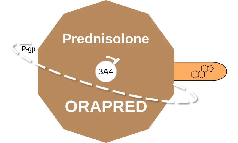 Prednisolone ballicule: receptor binding, kinetics and half-life diagram