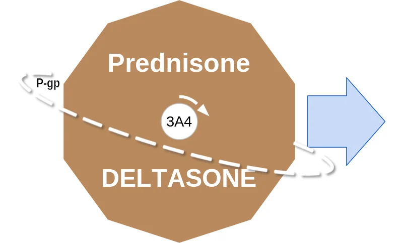 Prednisone ballicule: receptor binding, kinetics and half-life diagram