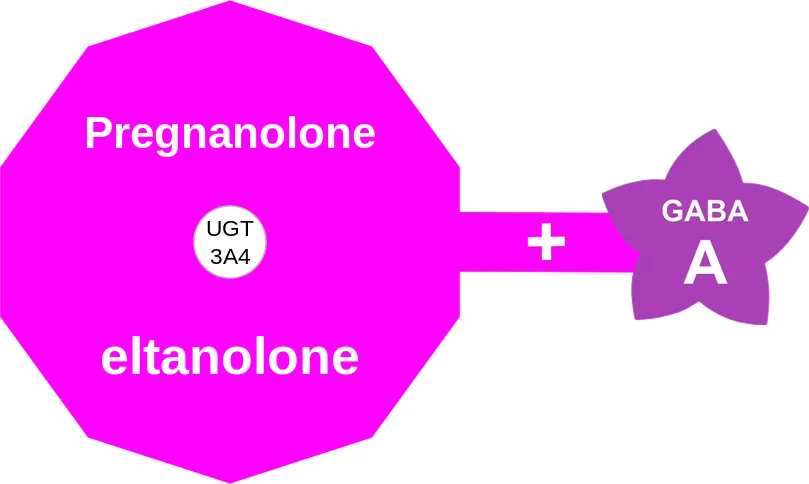 Pregnanolone ballicule: receptor binding, kinetics and half-life diagram