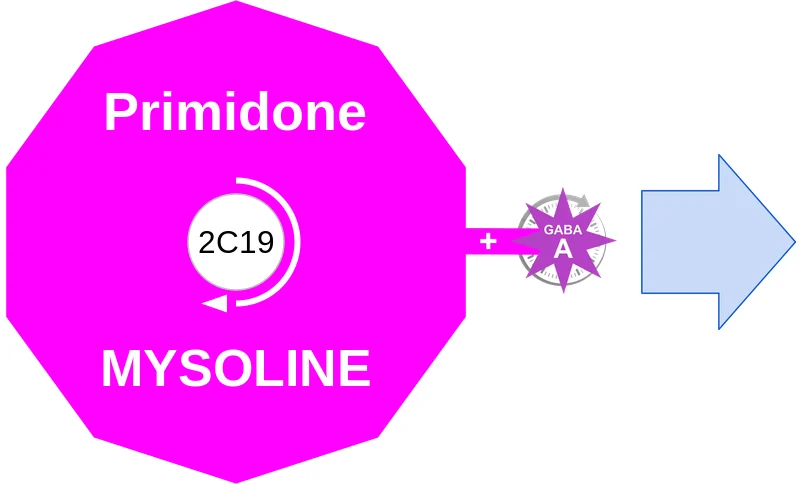 Primidone ballicule: receptor binding, kinetics and half-life diagram