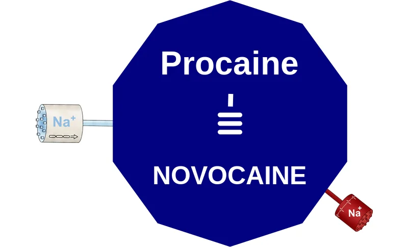 Procaine ballicule: receptor binding, kinetics and half-life diagram