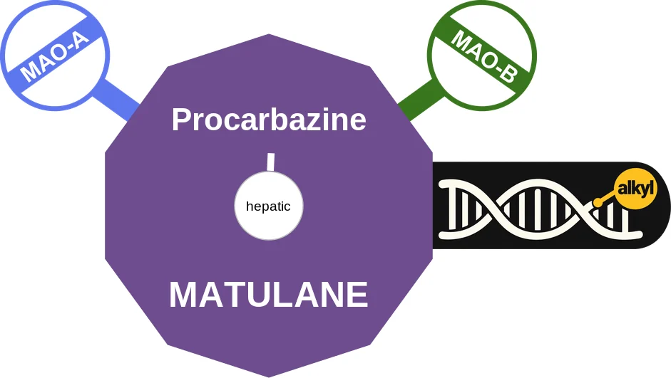 Procarbazine ballicule: receptor binding, kinetics and half-life diagram