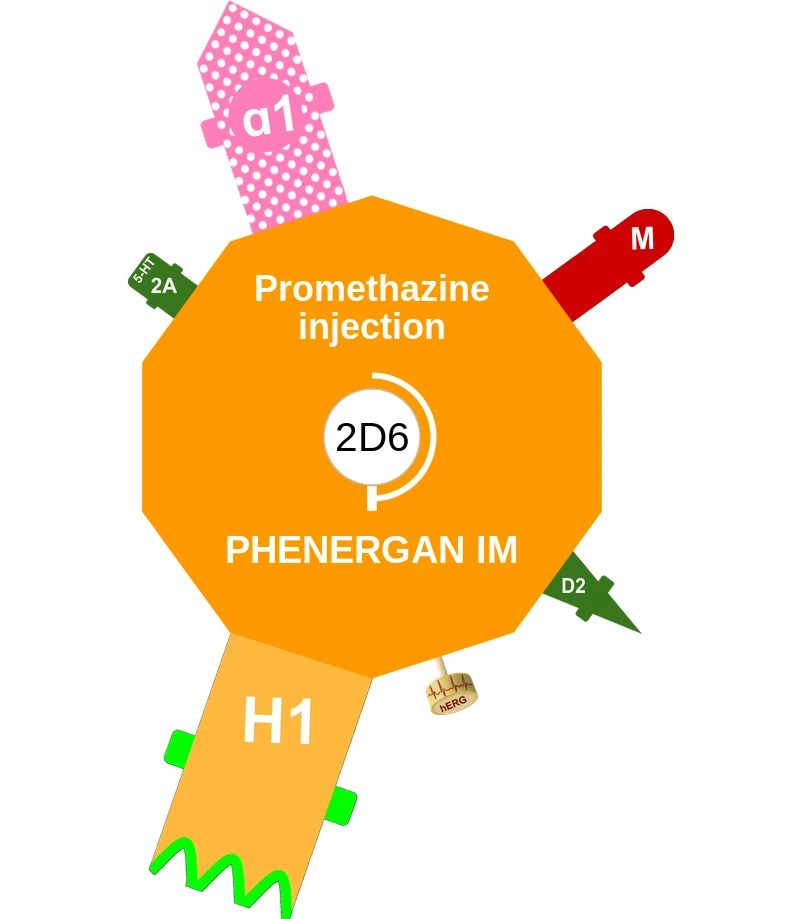 Promethazine injection ballicule: receptor binding, kinetics and half-life diagram