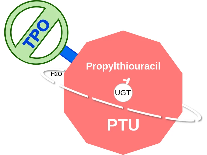Propylthiouracil ballicule: receptor binding, kinetics and half-life diagram