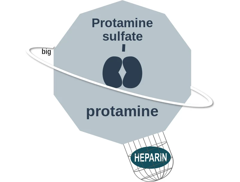 Protamine sulfate ballicule: receptor binding, kinetics and half-life diagram