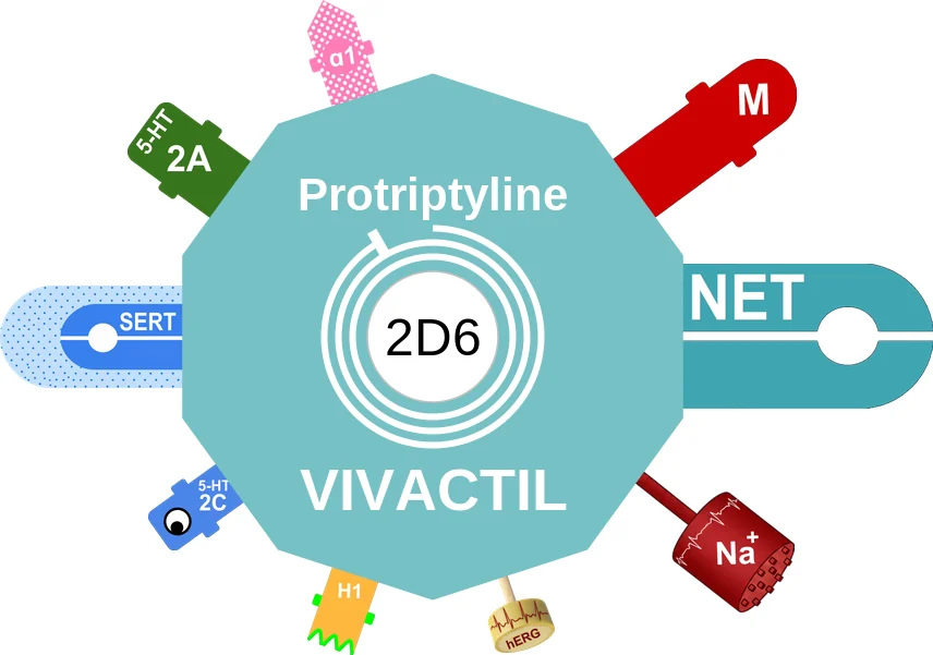 Protriptyline ballicule: receptor binding, kinetics and half-life diagram