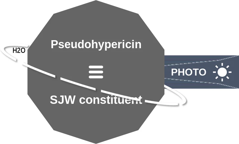 Pseudohypericin ballicule: receptor binding, kinetics and half-life diagram
