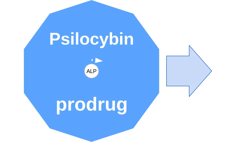 Psilocybin ballicule: receptor binding, kinetics and half-life diagram