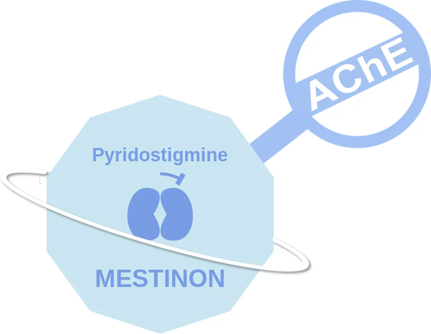 Pyridostigmine ballicule: receptor binding, kinetics and half-life diagram