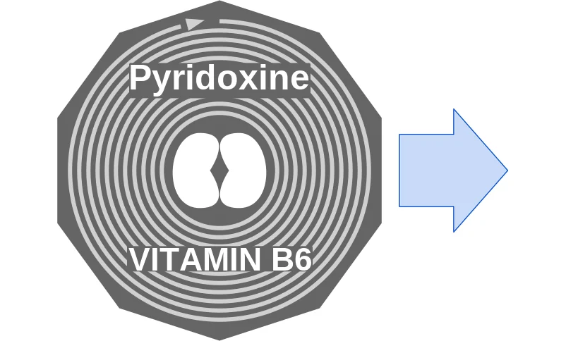 Pyridoxine ballicule: receptor binding, kinetics and half-life diagram
