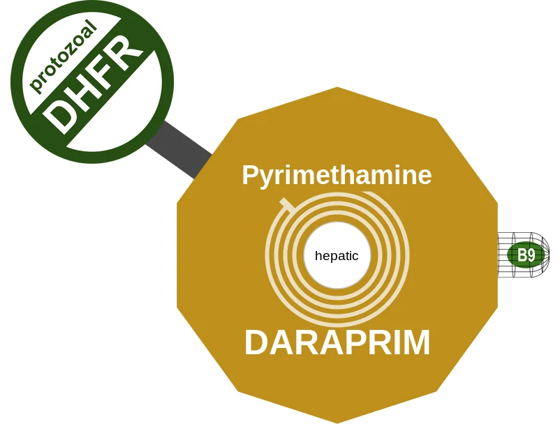 Pyrimethamine ballicule: receptor binding, kinetics and half-life diagram