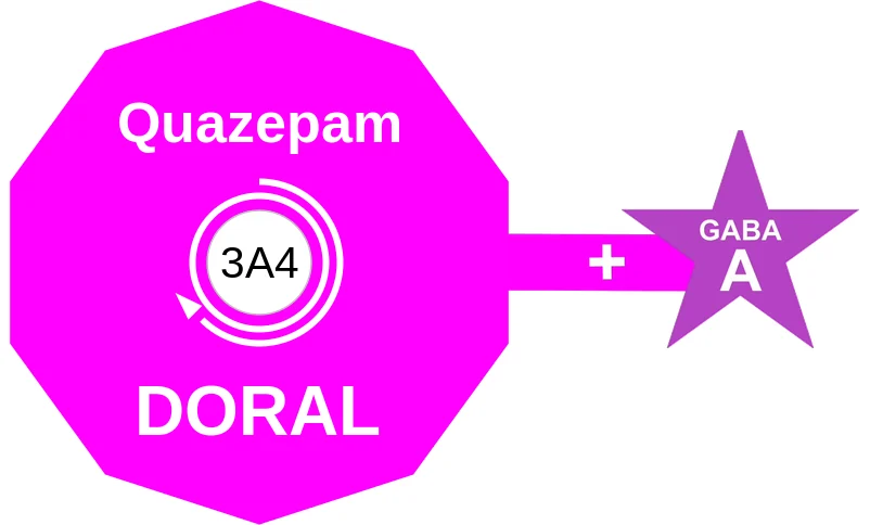 Quazepam ballicule: receptor binding, kinetics and half-life diagram