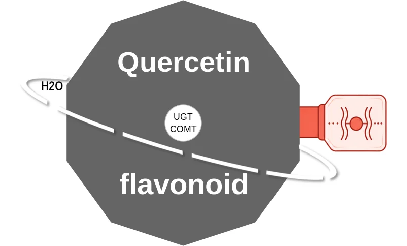 Quercetin ballicule: receptor binding, kinetics and half-life diagram