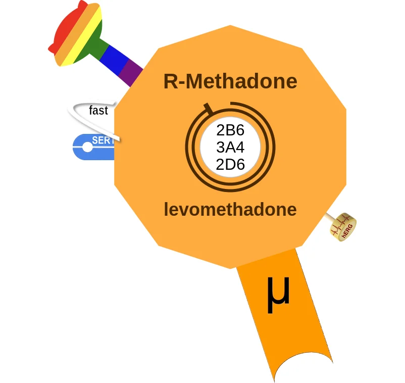 R-Methadone ballicule: receptor binding, kinetics and half-life diagram