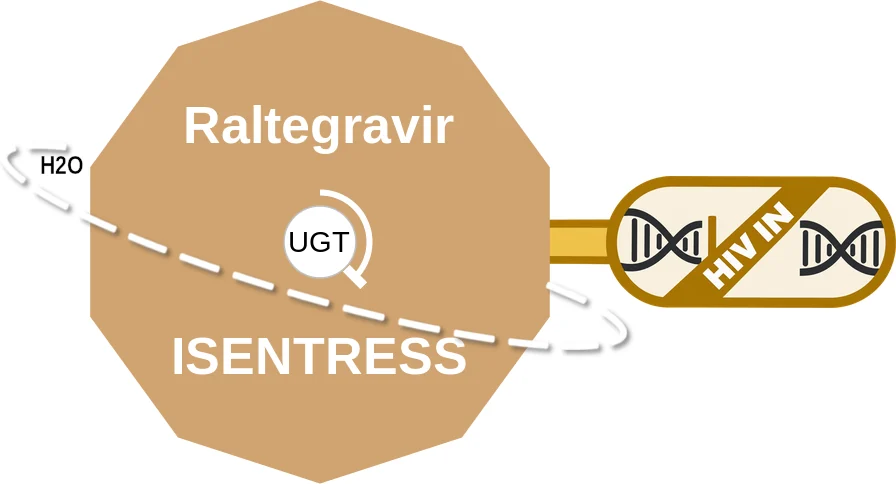 Raltegravir ballicule: receptor binding, kinetics and half-life diagram