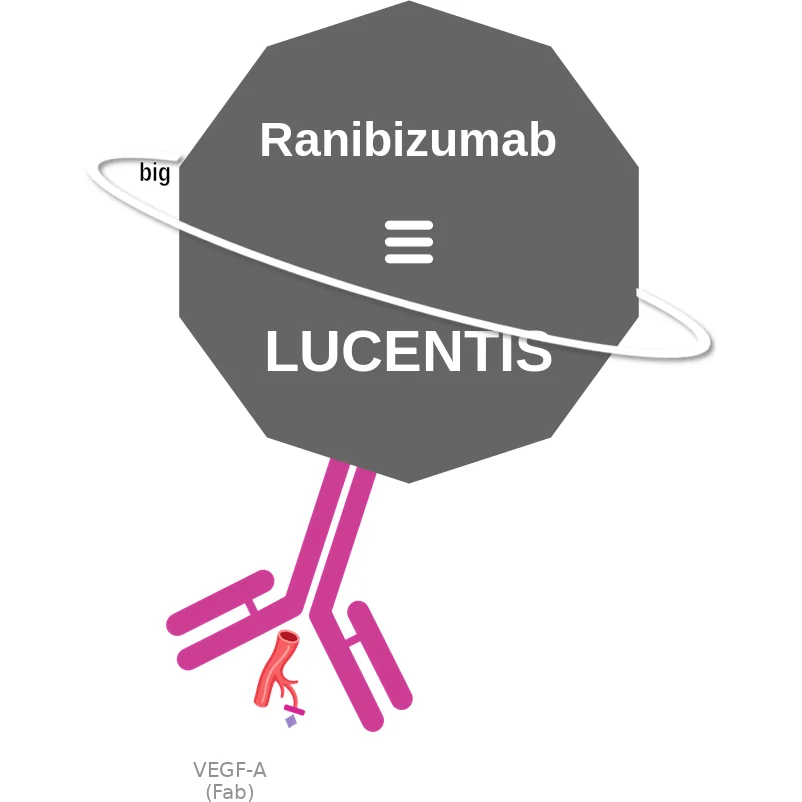Ranibizumab ballicule: receptor binding, kinetics and half-life diagram