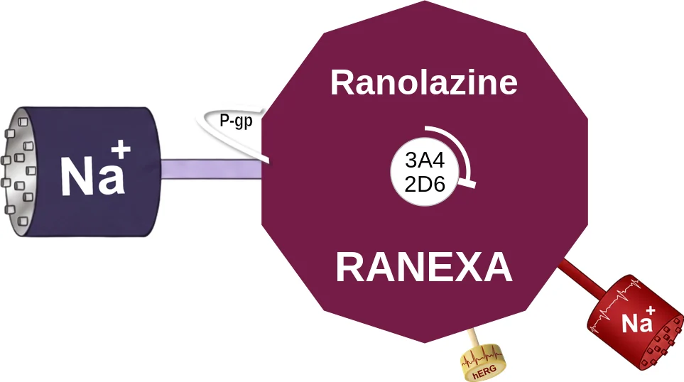 Ranolazine ballicule: receptor binding, kinetics and half-life diagram