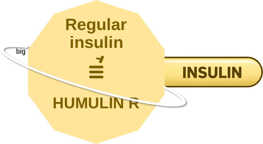 Regular insulin ballicule: receptor binding, kinetics and half-life diagram
