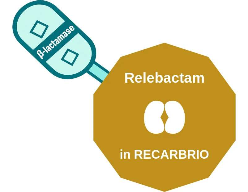 Relebactam ballicule: receptor binding, kinetics and half-life diagram