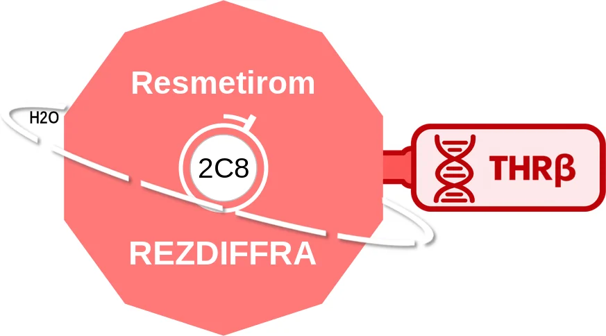 Resmetirom ballicule: receptor binding, kinetics and half-life diagram